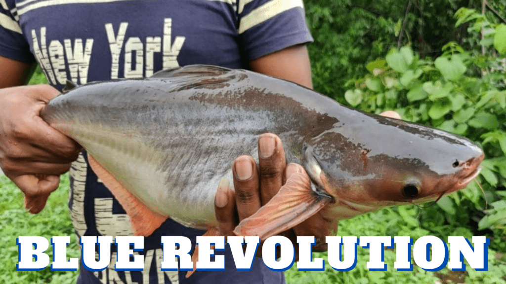 Blue Revolution a farmer holding a harvested fish